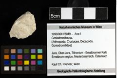 Foto (Objekt + Etiketten) von Goniodromites sp. 